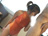 Leotard/photo04