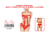 chu-U-chu Costume Collection ZNV[u&peBZbg(S-031)bh{/photo01